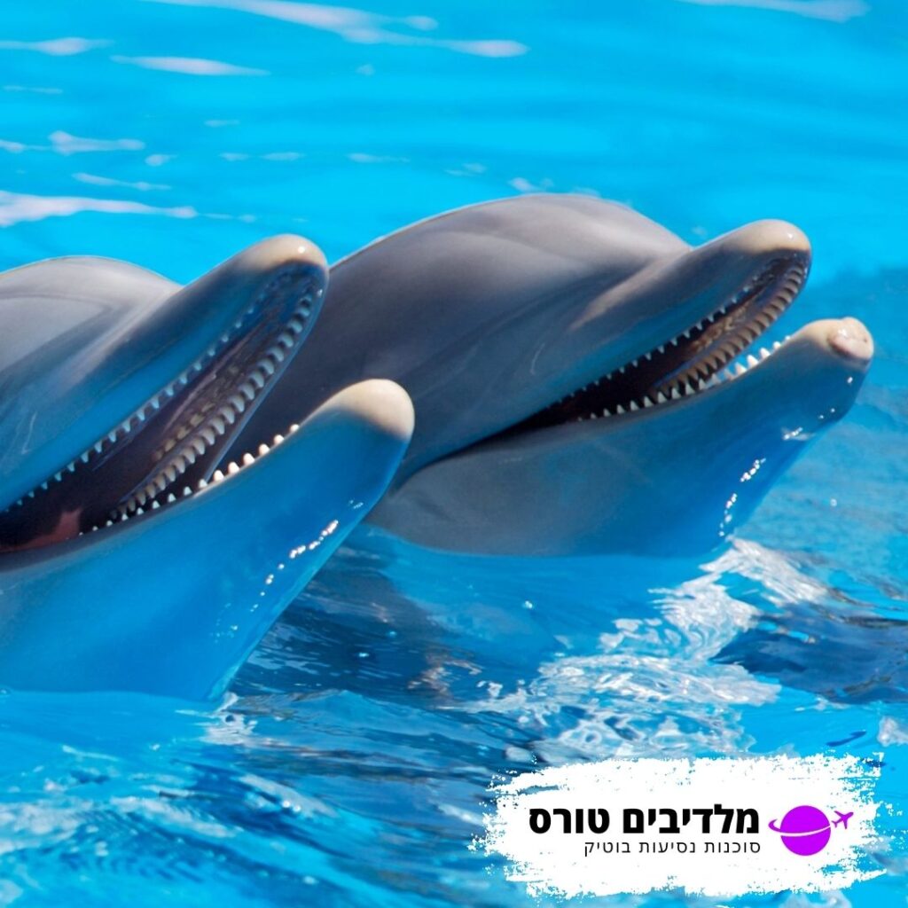 דולפינים במלדיביים